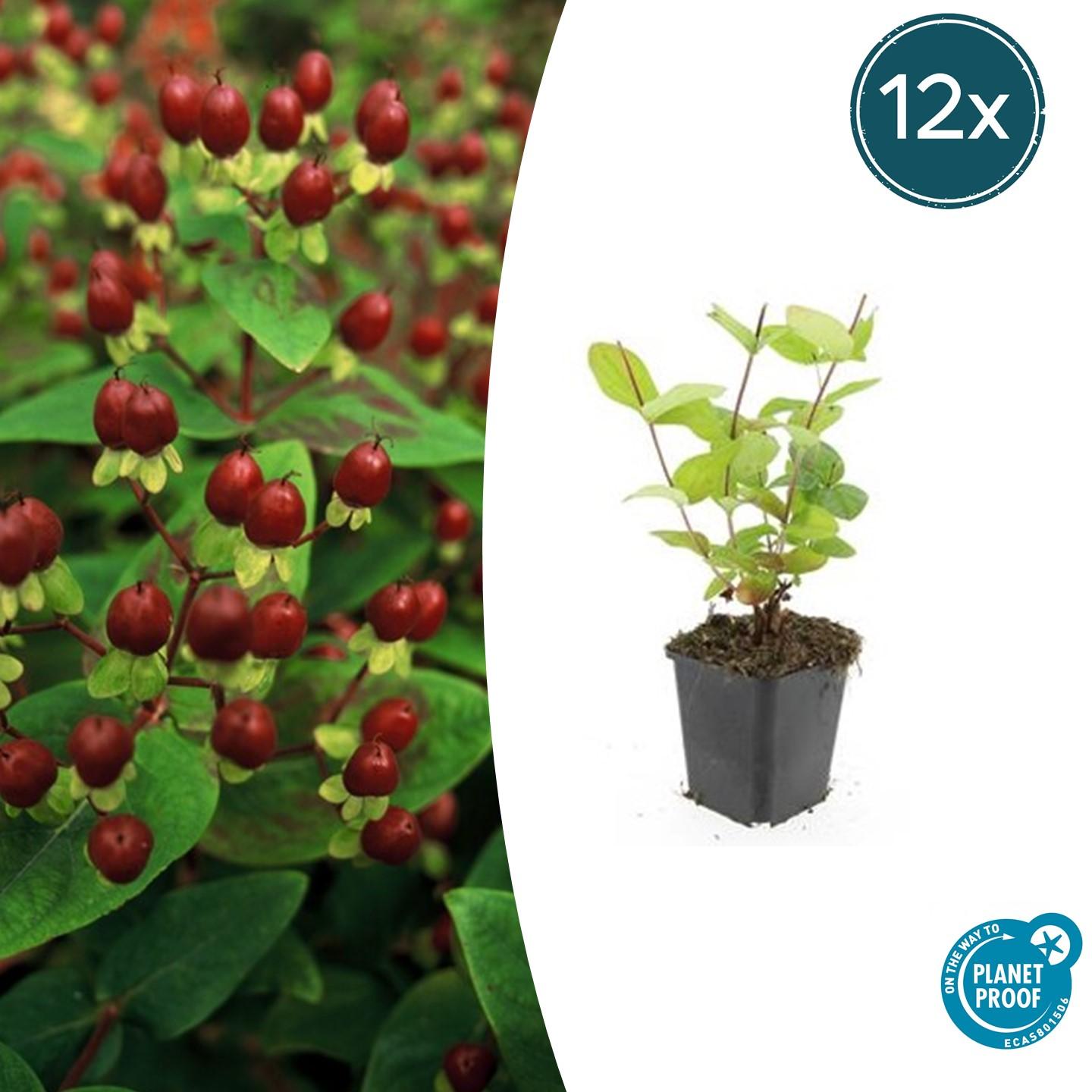 12x Hypericum inodorum 'Beauty' en pot Ø9cm  Hauteur 10cm. Plante verte type 12x Hypericum inodorum 'Beauty', livrée en pot, idéale pour intérieur lumineux.