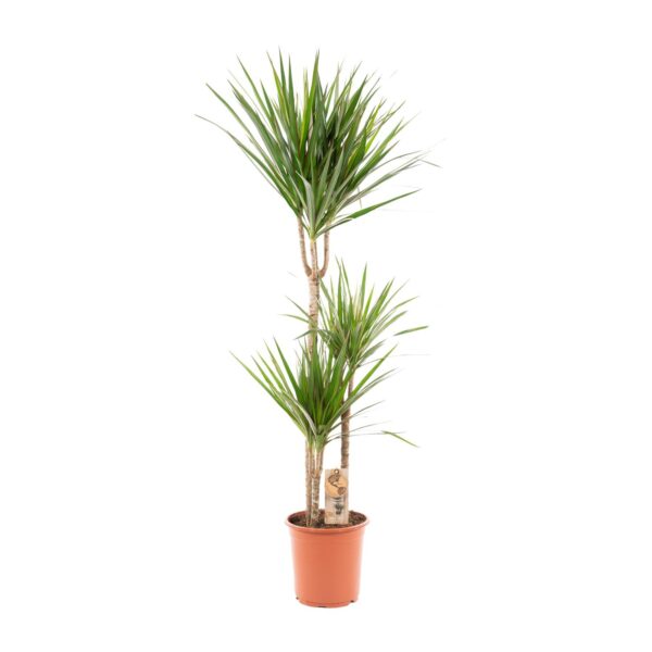 Dracaena Marginata en pot Ø21cm  Hauteur 120cm. Plante verte type Dracaena Marginata, livrée en pot, idéale pour intérieur lumineux. – Image 9