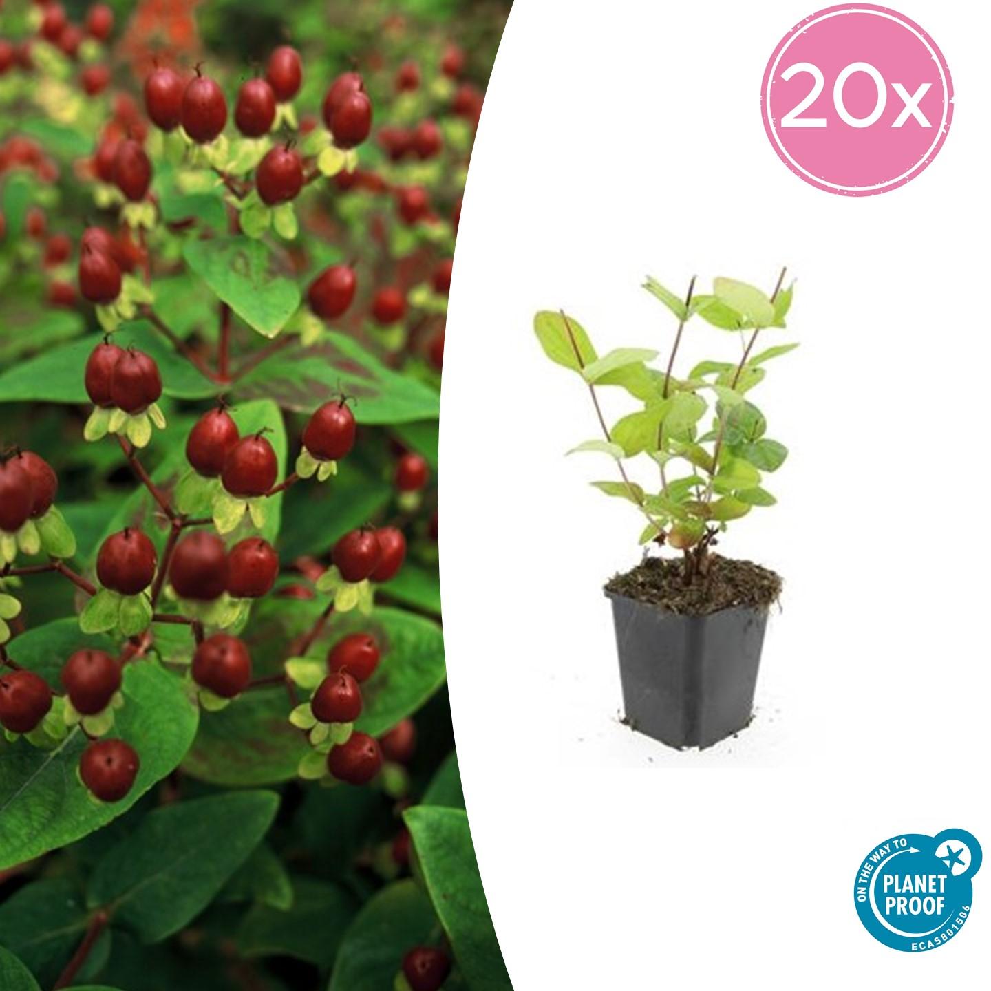 20x Hypericum inodorum 'Beauty' en pot Ø9cm  Hauteur 10cm. Plante verte type 20x Hypericum inodorum 'Beauty', livrée en pot, idéale pour intérieur lumineux.