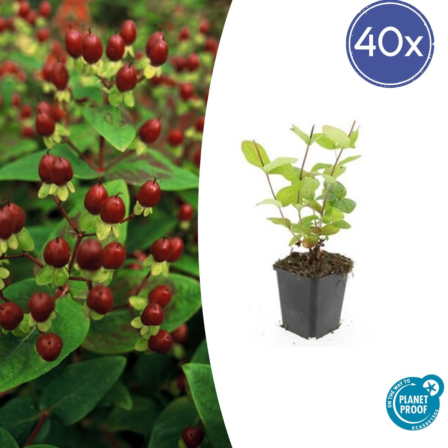 40x Hypericum inodorum 'Beauty' en pot Ø9cm  Hauteur 10cm. Plante verte type 40x Hypericum inodorum 'Beauty', livrée en pot, idéale pour intérieur lumineux.
