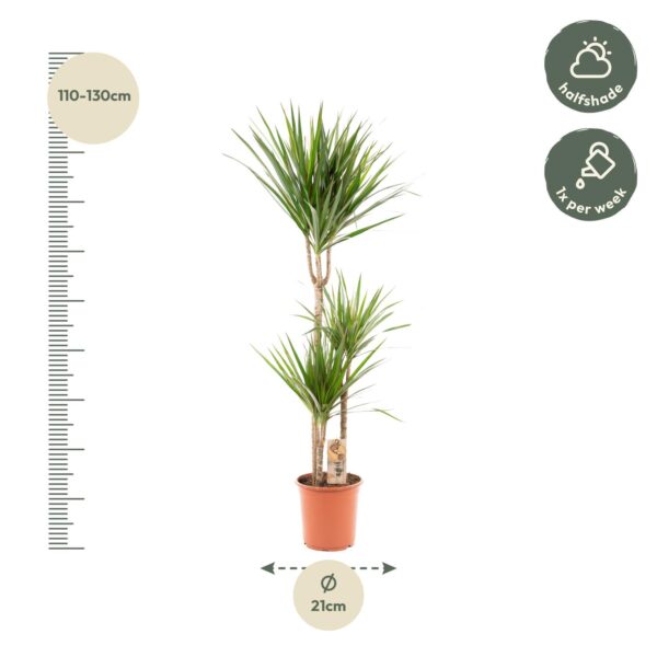 Dracaena Marginata en pot Ø21cm  Hauteur 120cm. Plante verte type Dracaena Marginata, livrée en pot, idéale pour intérieur lumineux. – Image 10