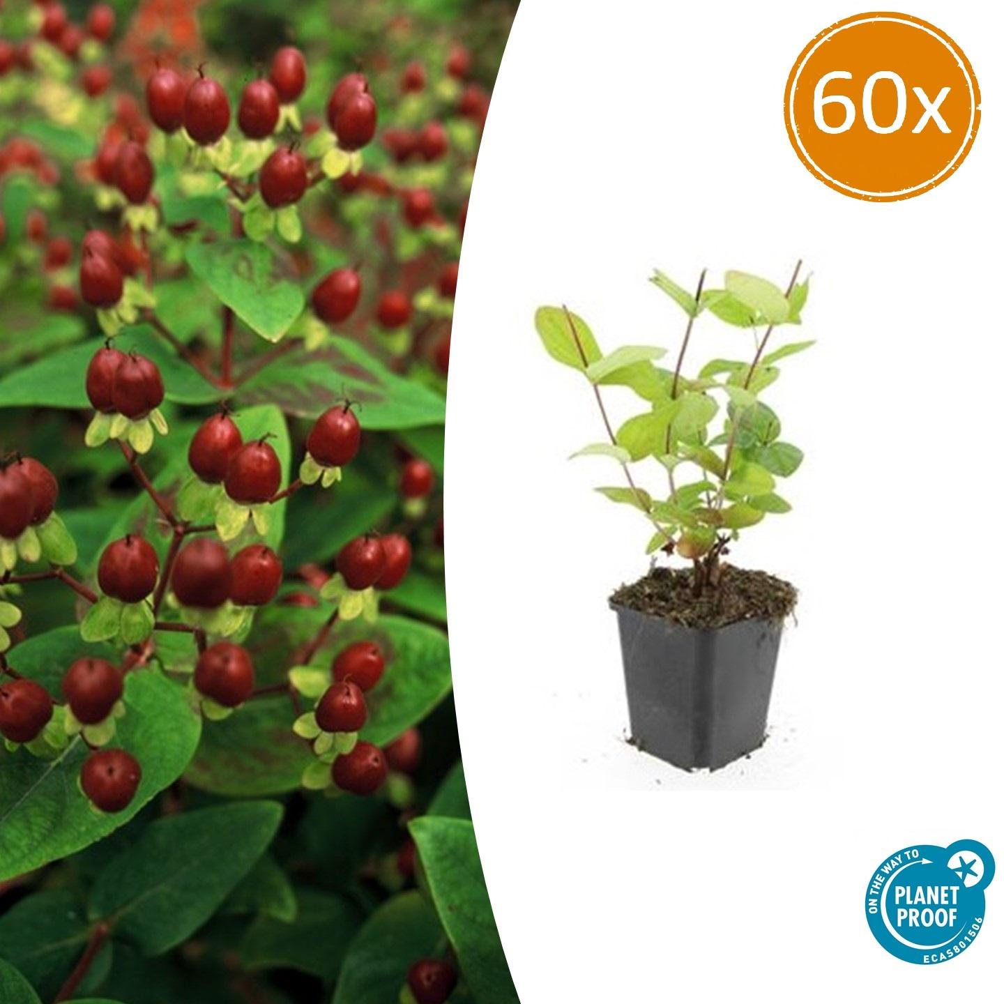 60x Hypericum inodorum 'Beauty' en pot Ø9cm  Hauteur 10cm. Plante verte type 60x Hypericum inodorum 'Beauty', livrée en pot, idéale pour intérieur lumineux.