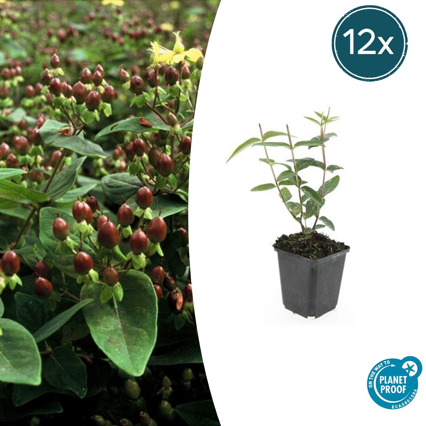 12x Hypericum inodorum 'Rheingold' en pot Ø9cm  Hauteur 10cm. Plante verte type 12x Hypericum inodorum 'Rheingold', livrée en pot, idéale pour intérieur lumineux.