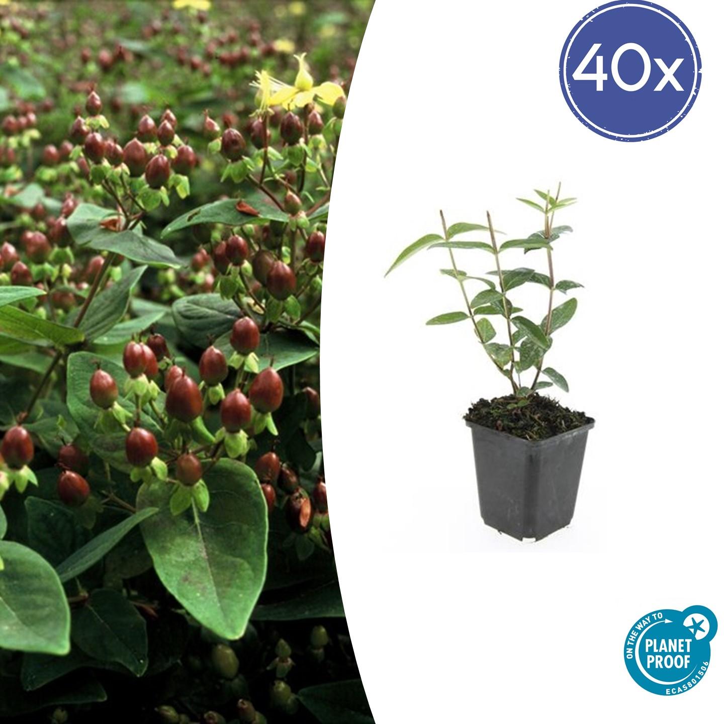 40x Hypericum inodorum 'Rheingold' en pot Ø9cm  Hauteur 10cm. Plante verte type 40x Hypericum inodorum 'Rheingold', livrée en pot, idéale pour intérieur lumineux.