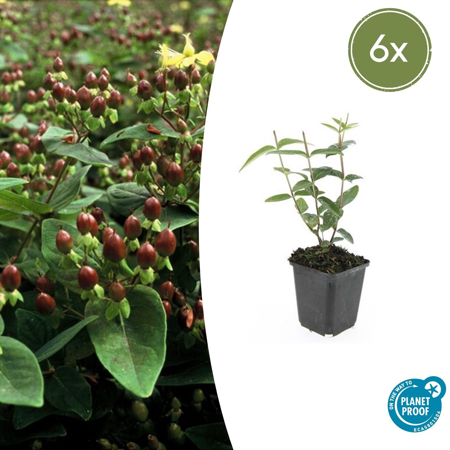 6x Hypericum inodorum en pot Ø9cm  Hauteur 10cm. Plante verte type 6x Hypericum inodorum, livrée en pot, idéale pour intérieur lumineux.