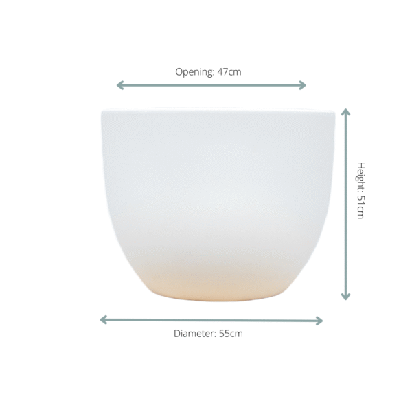 Pot Eggy Wit en pot  Hauteur 43cm. Plante verte type Pot Eggy Wit, livrée en pot, idéale pour intérieur lumineux. – Image 2