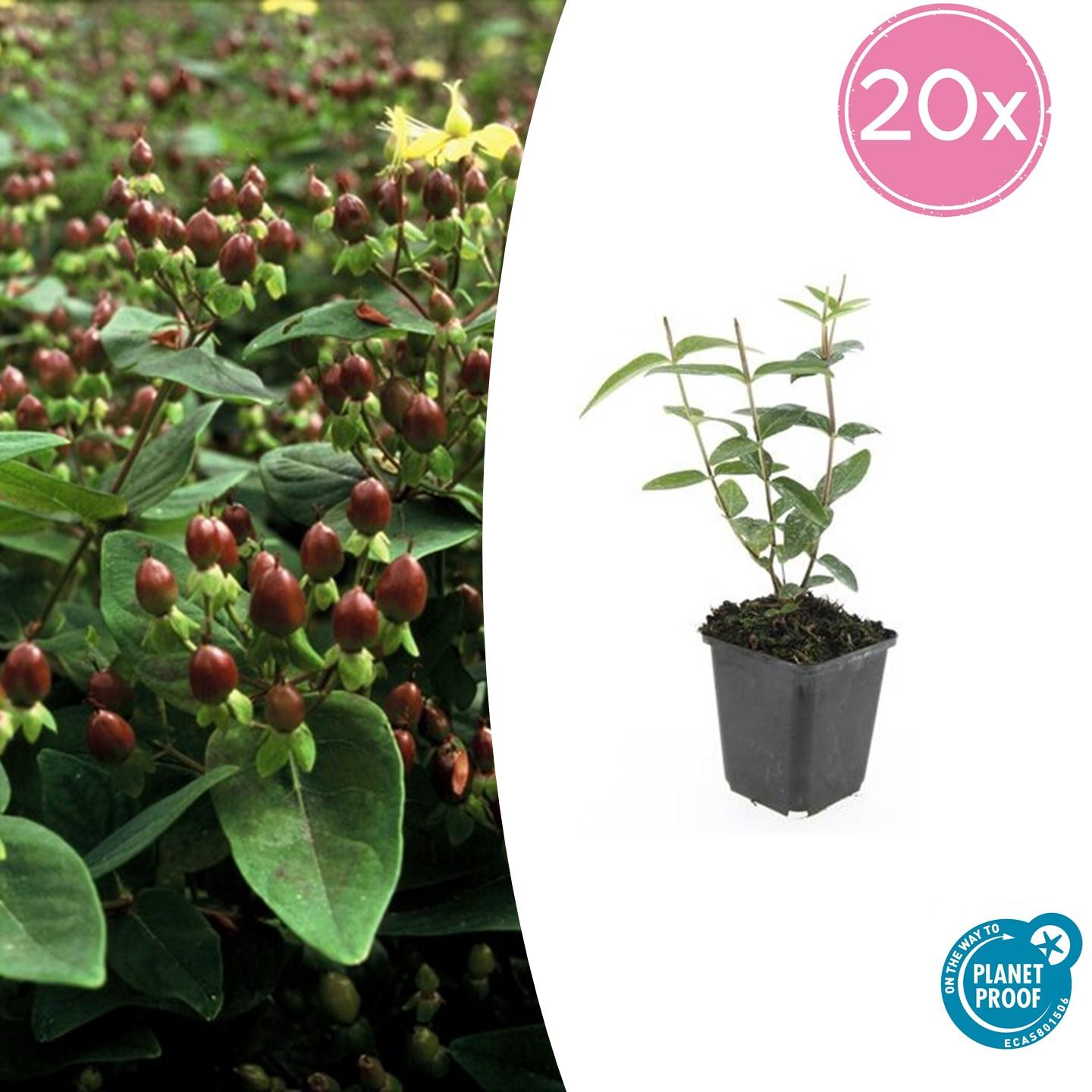 20x Hypericum inodorum en pot Ø9cm  Hauteur 10cm. Plante verte type 20x Hypericum inodorum, livrée en pot, idéale pour intérieur lumineux.