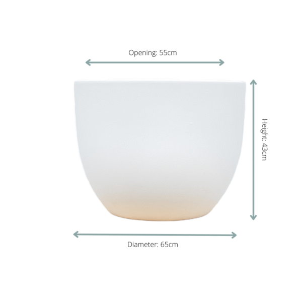 Pot Eggy Wit en pot  Hauteur 51cm. Plante verte type Pot Eggy Wit, livrée en pot, idéale pour intérieur lumineux. – Image 2