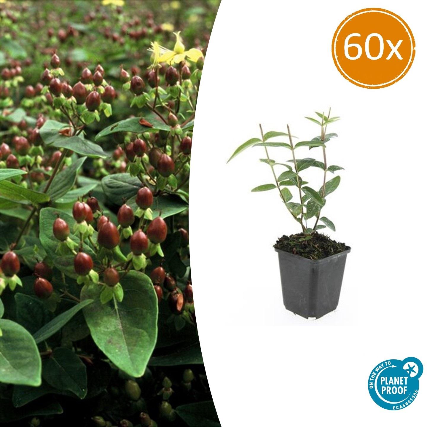 60x Hypericum inodorum en pot Ø9cm  Hauteur 10cm. Plante verte type 60x Hypericum inodorum, livrée en pot, idéale pour intérieur lumineux.