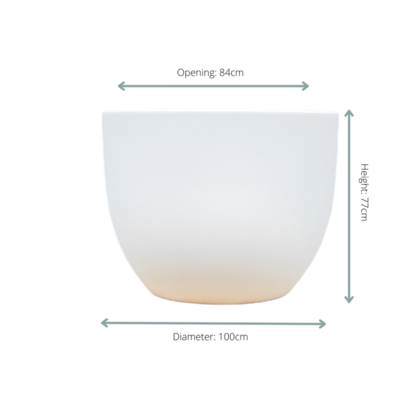 Pot Eggy Wit en pot  Hauteur 77cm. Plante verte type Pot Eggy Wit, livrée en pot, idéale pour intérieur lumineux. – Image 2