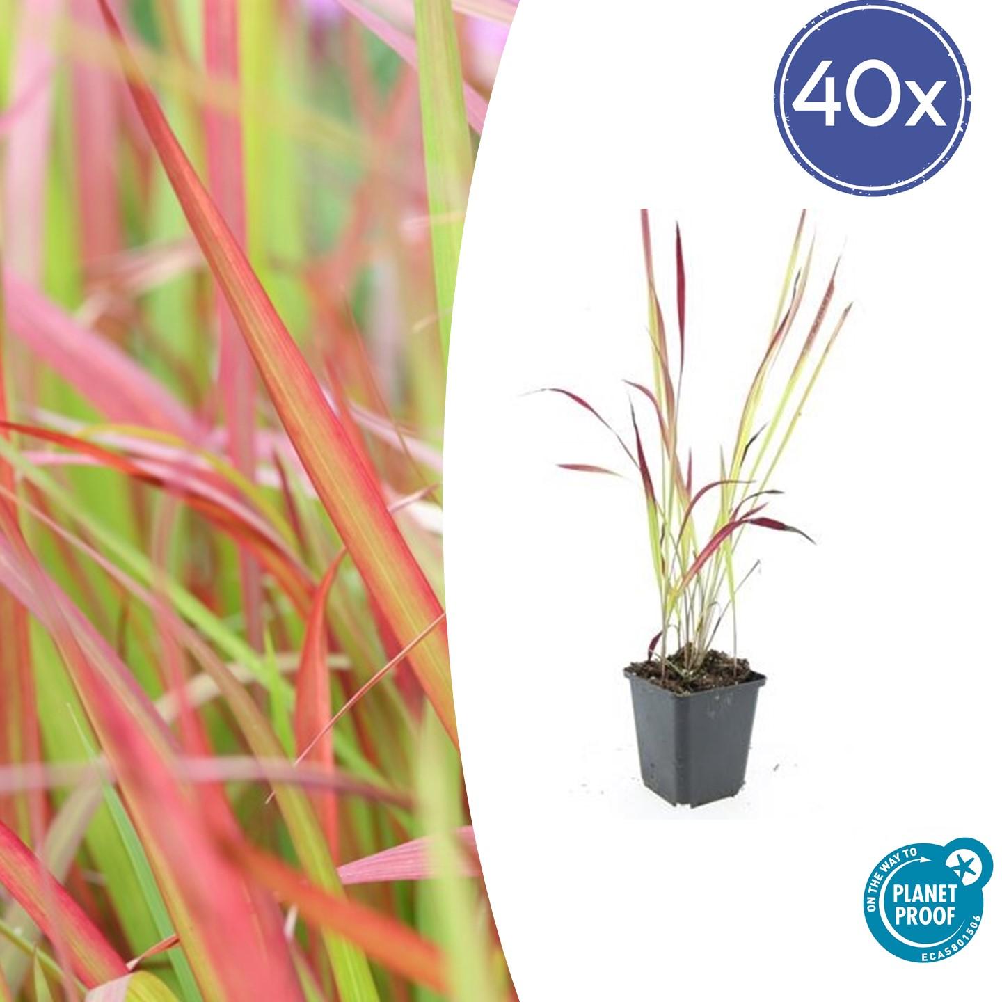 40x Imperata cylindrica 'Red Baron' en pot Ø9cm  Hauteur 10cm. Plante verte type 40x Imperata cylindrica 'Red Baron', livrée en pot, idéale pour intérieur lumineux.