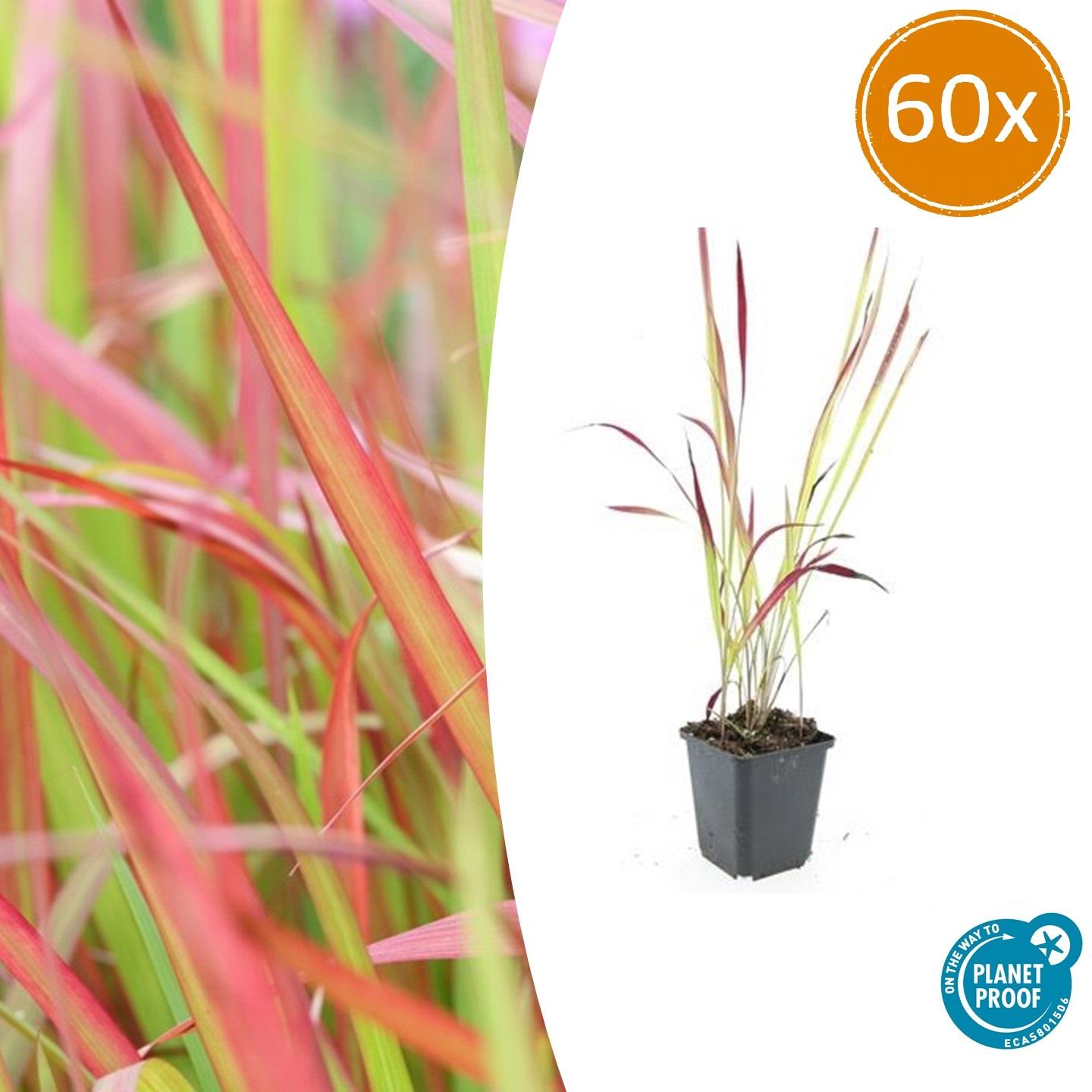 60x Imperata cylindrica 'Red Baron' en pot Ø9cm  Hauteur 10cm. Plante verte type 60x Imperata cylindrica 'Red Baron', livrée en pot, idéale pour intérieur lumineux.