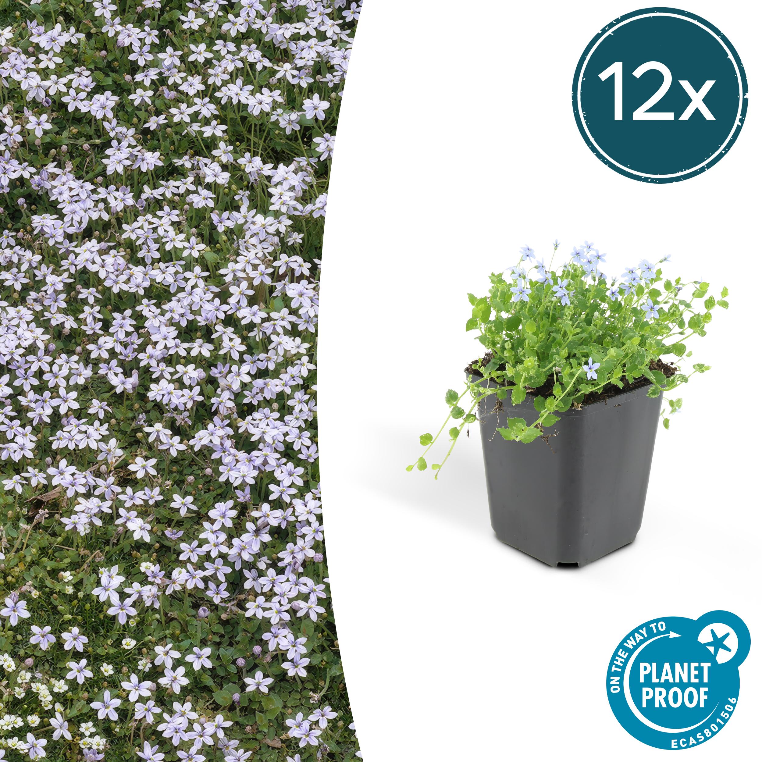 12x Isotoma fluviatilis en pot Ø9cm  Hauteur 10cm. Plante verte type 12x Isotoma fluviatilis, livrée en pot, idéale pour intérieur lumineux.