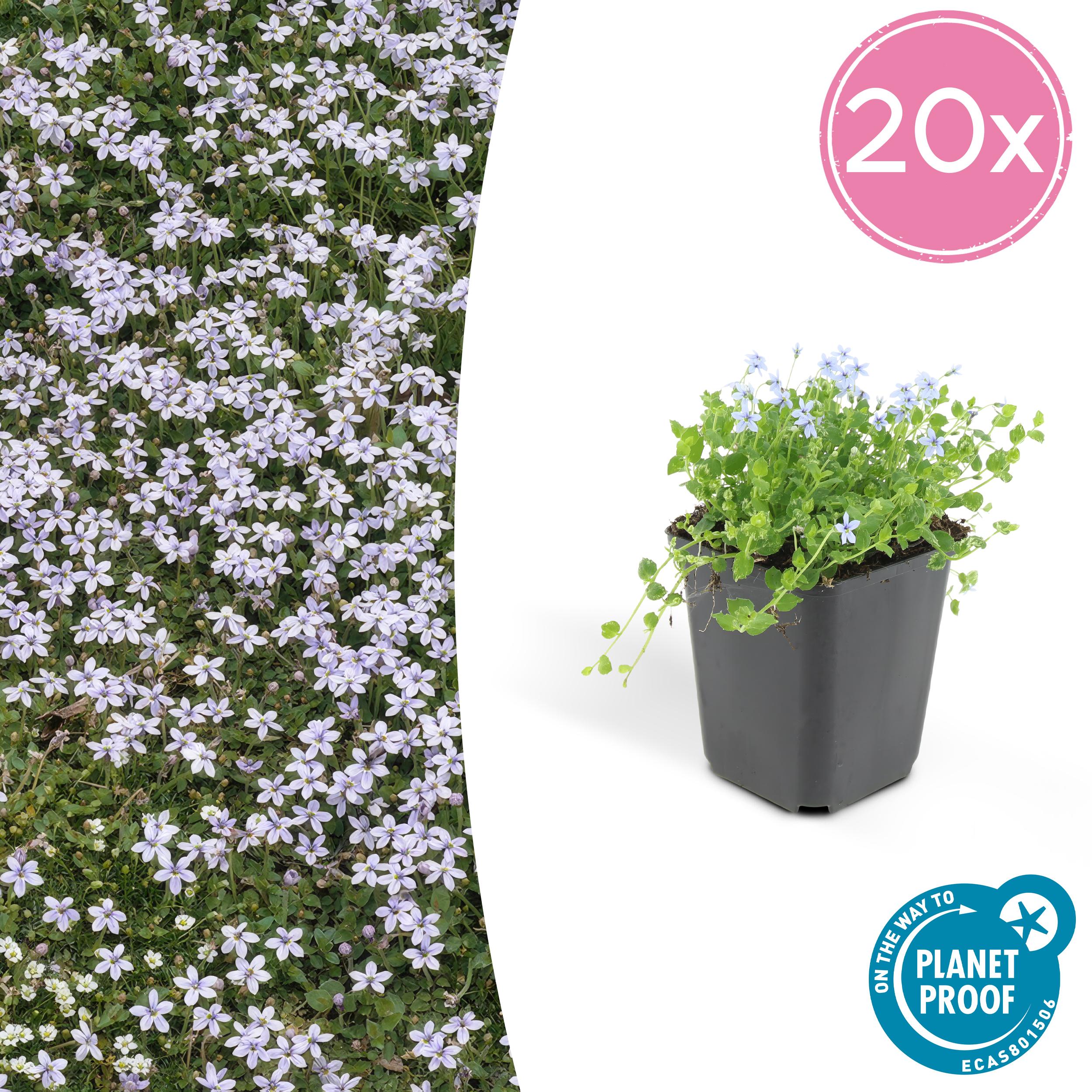 20x Isotoma fluviatilis en pot Ø9cm  Hauteur 10cm. Plante verte type 20x Isotoma fluviatilis, livrée en pot, idéale pour intérieur lumineux.