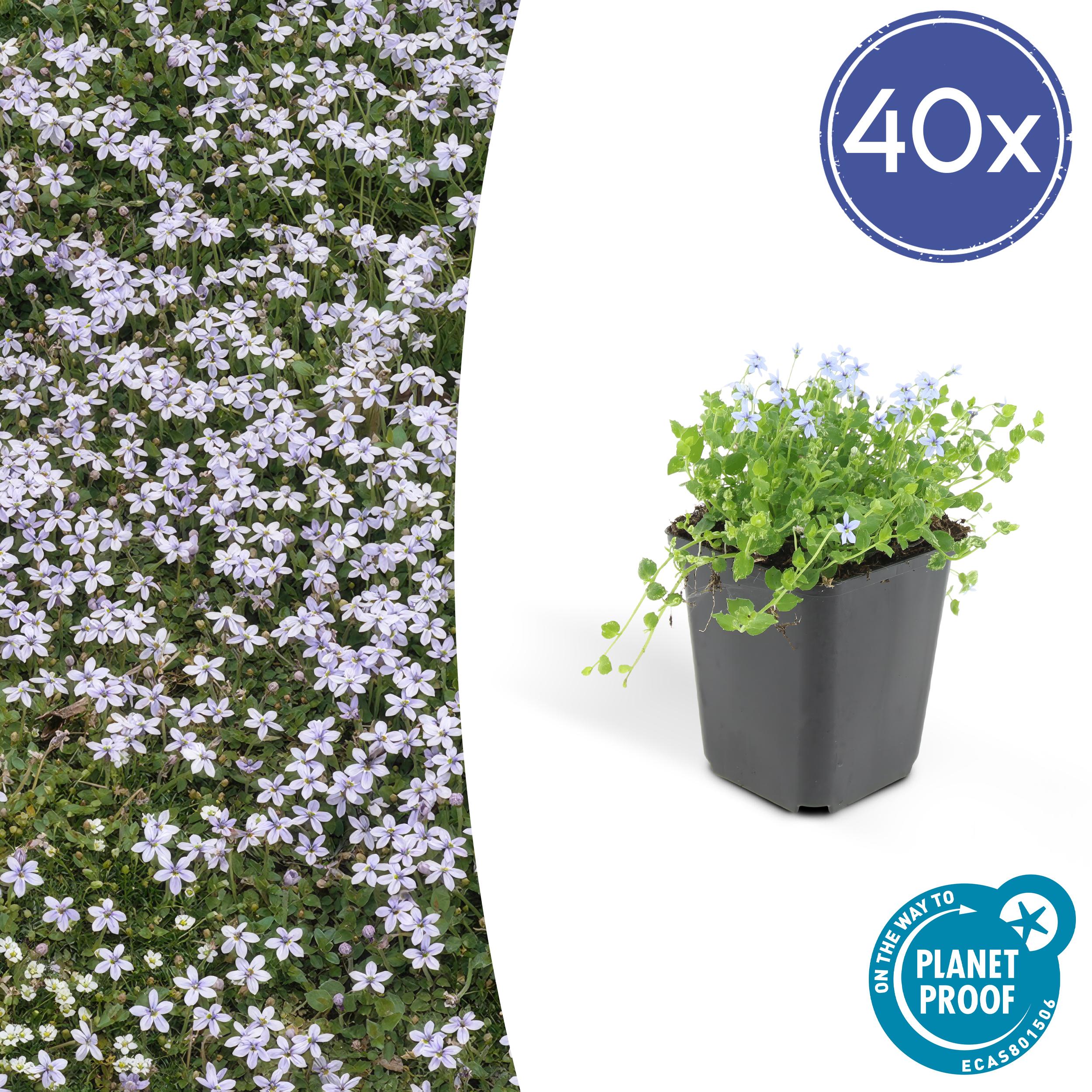 40x Isotoma fluviatilis en pot Ø9cm  Hauteur 10cm. Plante verte type 40x Isotoma fluviatilis, livrée en pot, idéale pour intérieur lumineux.