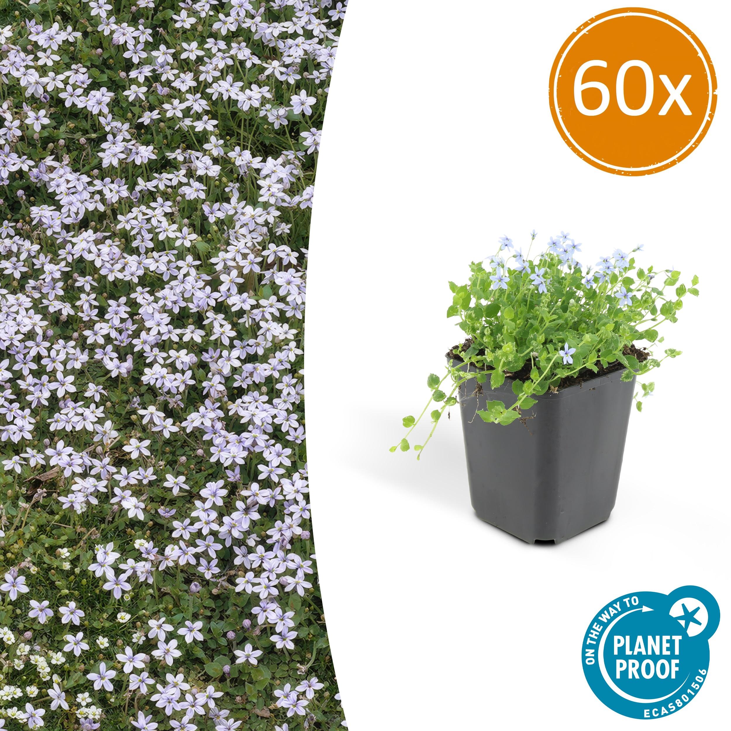 60x Isotoma fluviatilis en pot Ø9cm  Hauteur 10cm. Plante verte type 60x Isotoma fluviatilis, livrée en pot, idéale pour intérieur lumineux.