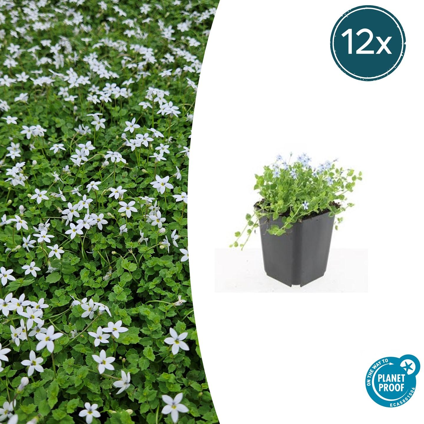 12x Isotoma fluviatilis 'Alba' en pot Ø9cm  Hauteur 10cm. Plante verte type 12x Isotoma fluviatilis 'Alba', livrée en pot, idéale pour intérieur lumineux.