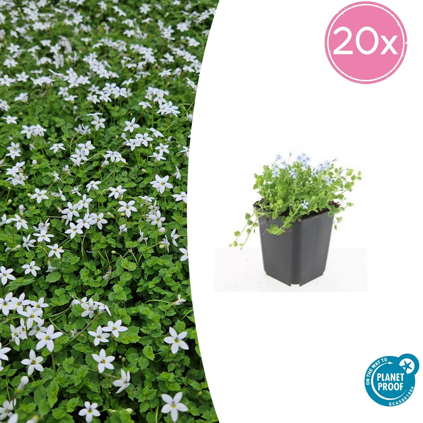 20x Isotoma fluviatilis 'Alba' en pot Ø9cm  Hauteur 10cm. Plante verte type 20x Isotoma fluviatilis 'Alba', livrée en pot, idéale pour intérieur lumineux.