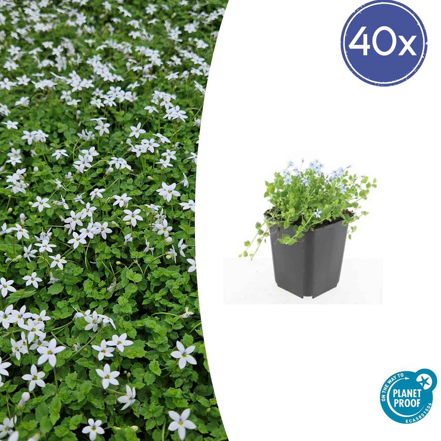 40x Isotoma fluviatilis 'Alba' en pot Ø9cm  Hauteur 10cm. Plante verte type 40x Isotoma fluviatilis 'Alba', livrée en pot, idéale pour intérieur lumineux.
