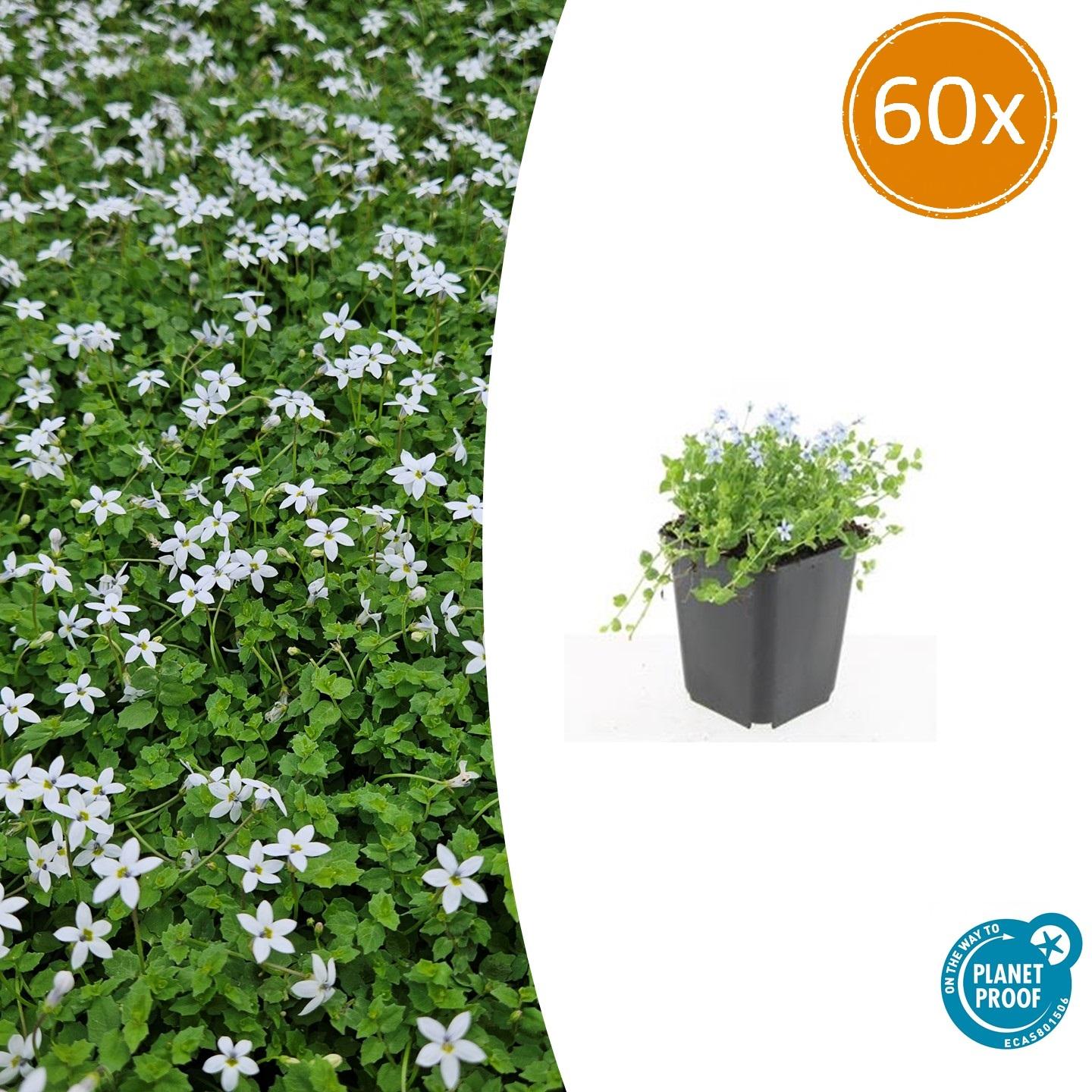 60x Isotoma fluviatilis 'Alba' en pot Ø9cm  Hauteur 10cm. Plante verte type 60x Isotoma fluviatilis 'Alba', livrée en pot, idéale pour intérieur lumineux.