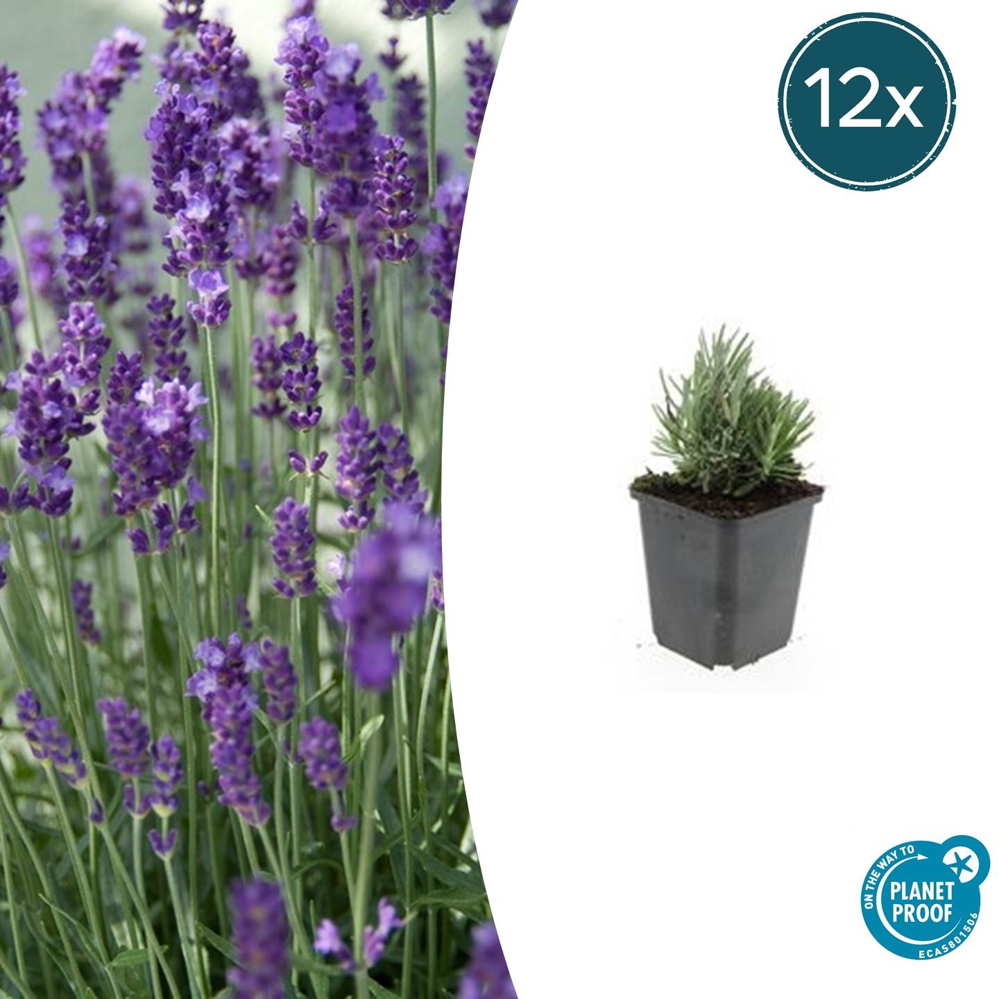 12x Lavandula ang. 'Dwarf Blue' en pot Ø9cm  Hauteur 10cm. Plante verte type 12x Lavandula ang. 'Dwarf Blue', livrée en pot, idéale pour intérieur lumineux.
