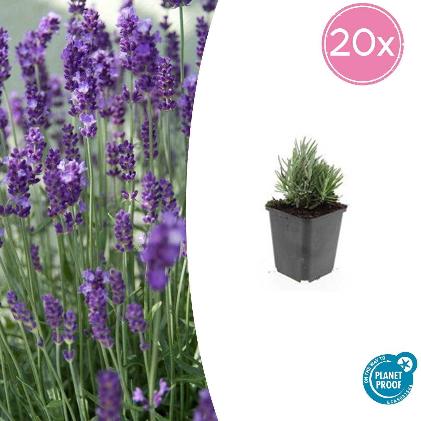 20x Lavandula ang. 'Dwarf Blue' en pot Ø9cm  Hauteur 10cm. Plante verte type 20x Lavandula ang. 'Dwarf Blue', livrée en pot, idéale pour intérieur lumineux.