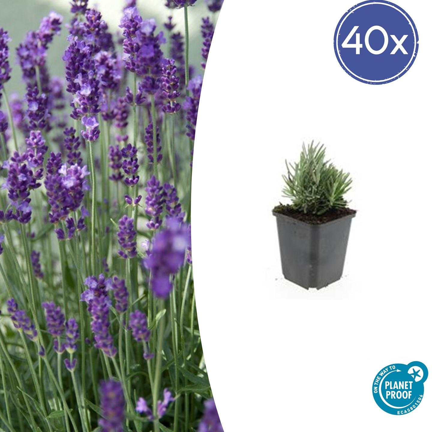 40x Lavandula ang. 'Dwarf Blue' en pot Ø9cm  Hauteur 10cm. Plante verte type 40x Lavandula ang. 'Dwarf Blue', livrée en pot, idéale pour intérieur lumineux.
