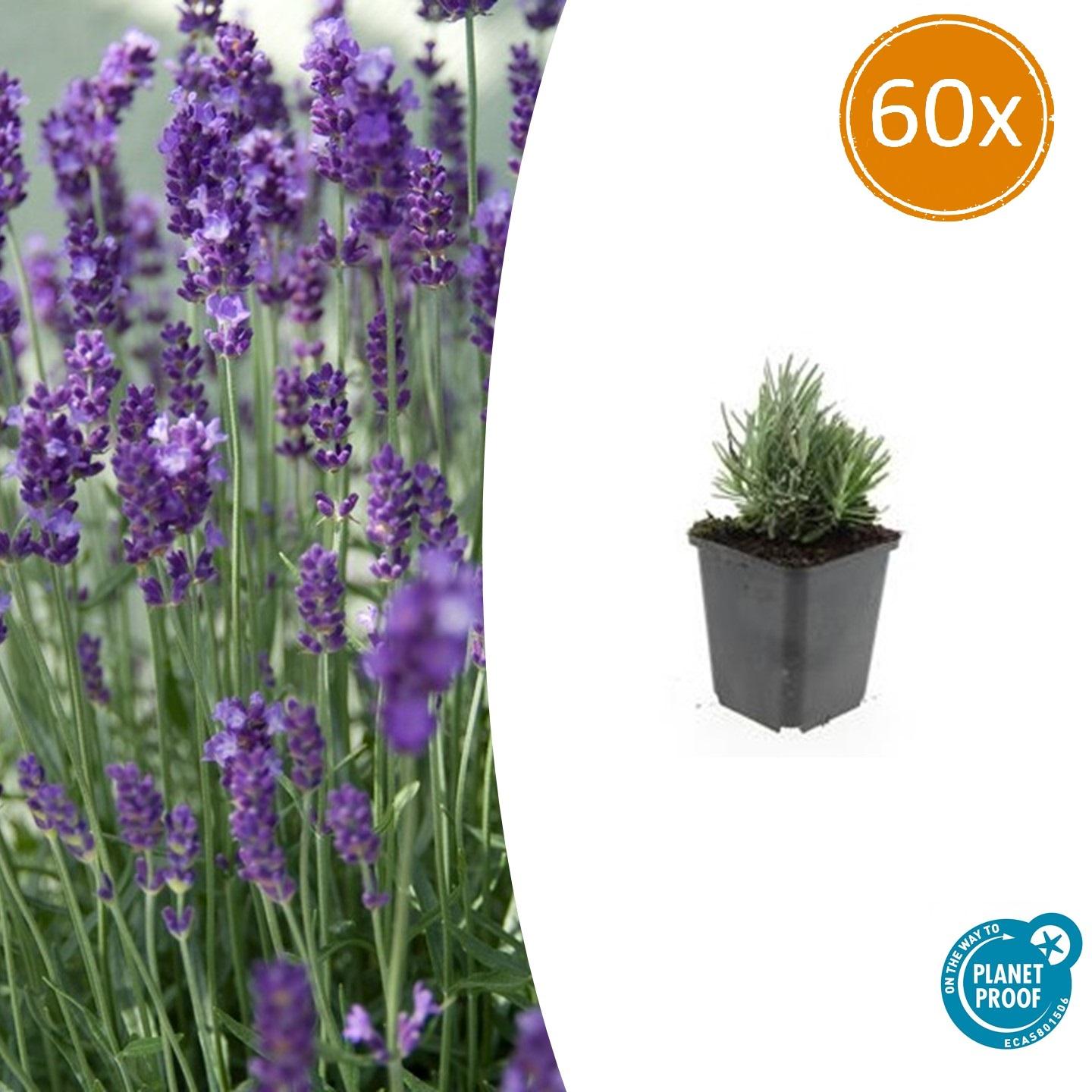 60x Lavandula ang. 'Dwarf Blue' en pot Ø9cm  Hauteur 10cm. Plante verte type 60x Lavandula ang. 'Dwarf Blue', livrée en pot, idéale pour intérieur lumineux.