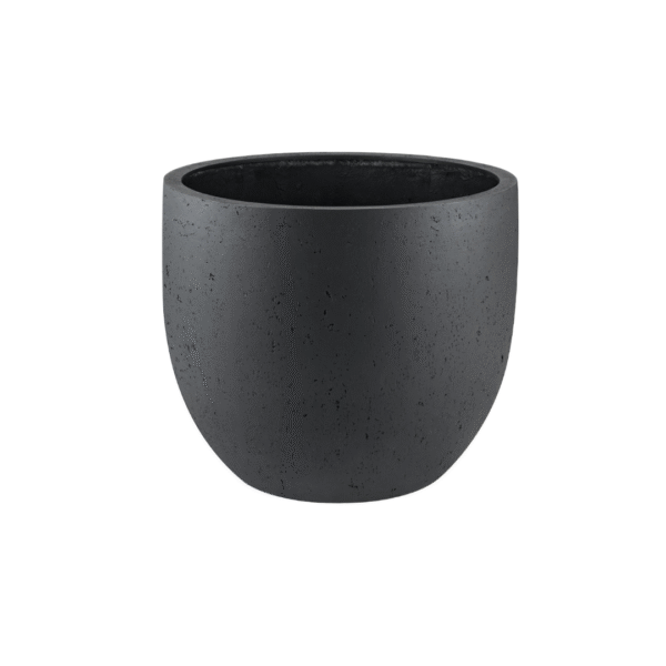 Pot Grigio New Egg Antraciet en pot  Hauteur 31cm. Plante verte type Pot Grigio New Egg Antraciet, livrée en pot, idéale pour intérieur lumineux.