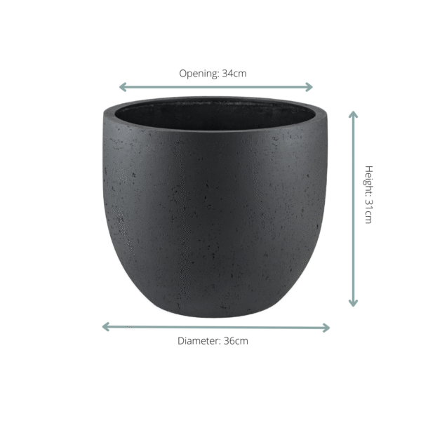 Pot Grigio New Egg Antraciet en pot  Hauteur 31cm. Plante verte type Pot Grigio New Egg Antraciet, livrée en pot, idéale pour intérieur lumineux. – Image 2