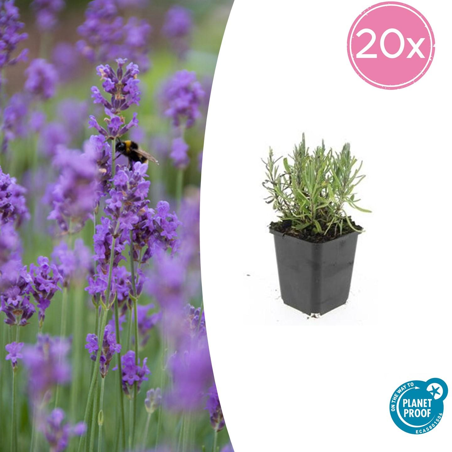 20x Lavandula ang. 'Munstead' en pot Ø9cm  Hauteur 10cm. Plante verte type 20x Lavandula ang. 'Munstead', livrée en pot, idéale pour intérieur lumineux.