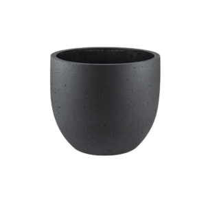 Pot Grigio New Egg Antraciet en pot  Hauteur 38cm. Plante verte type Pot Grigio New Egg Antraciet, livrée en pot, idéale pour intérieur lumineux.