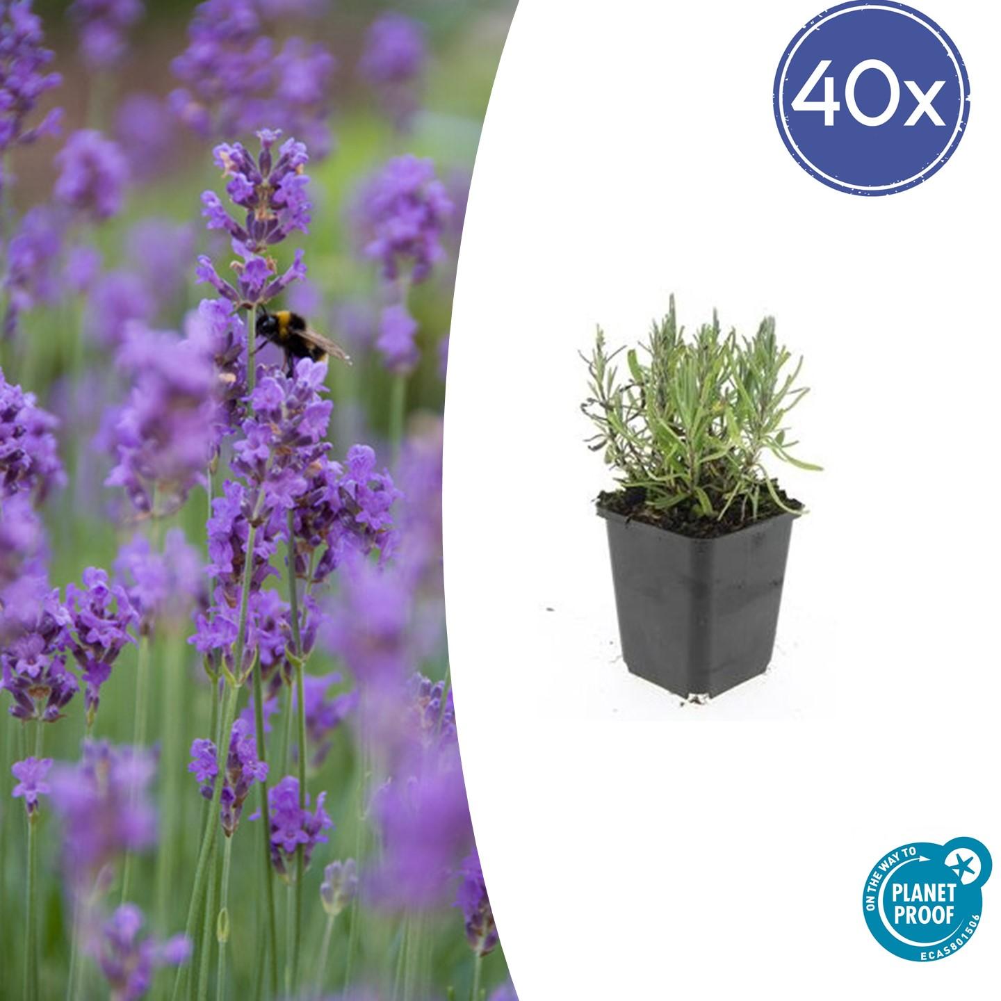 40x Lavandula ang. 'Munstead' en pot Ø9cm  Hauteur 10cm. Plante verte type 40x Lavandula ang. 'Munstead', livrée en pot, idéale pour intérieur lumineux.