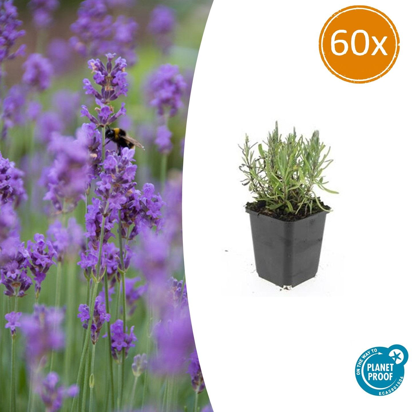 60x Lavandula ang. 'Munstead' en pot Ø9cm  Hauteur 10cm. Plante verte type 60x Lavandula ang. 'Munstead', livrée en pot, idéale pour intérieur lumineux.