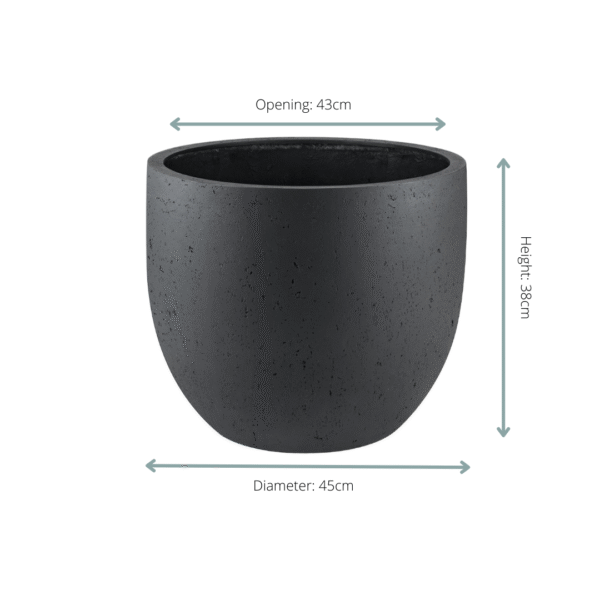 Pot Grigio New Egg Antraciet en pot  Hauteur 38cm. Plante verte type Pot Grigio New Egg Antraciet, livrée en pot, idéale pour intérieur lumineux. – Image 2