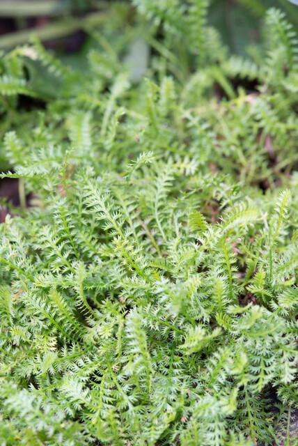 6x Leptinella squalida en pot Ø9cm  Hauteur 10cm. Plante verte type 6x Leptinella squalida, livrée en pot, idéale pour intérieur lumineux. – Image 2