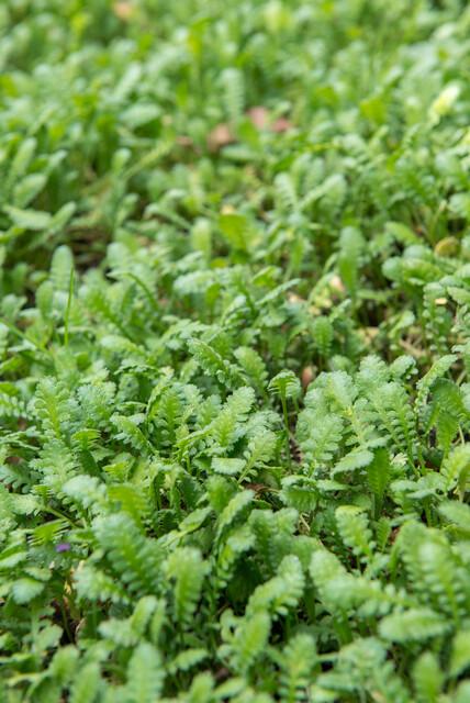 6x Leptinella squalida en pot Ø9cm  Hauteur 10cm. Plante verte type 6x Leptinella squalida, livrée en pot, idéale pour intérieur lumineux. – Image 3