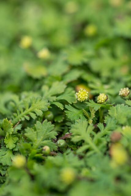 6x Leptinella squalida en pot Ø9cm  Hauteur 10cm. Plante verte type 6x Leptinella squalida, livrée en pot, idéale pour intérieur lumineux. – Image 4