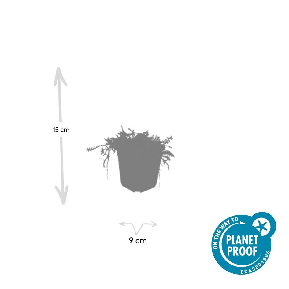6x Leptinella squalida en pot Ø9cm  Hauteur 10cm. Plante verte type 6x Leptinella squalida, livrée en pot, idéale pour intérieur lumineux. – Image 5