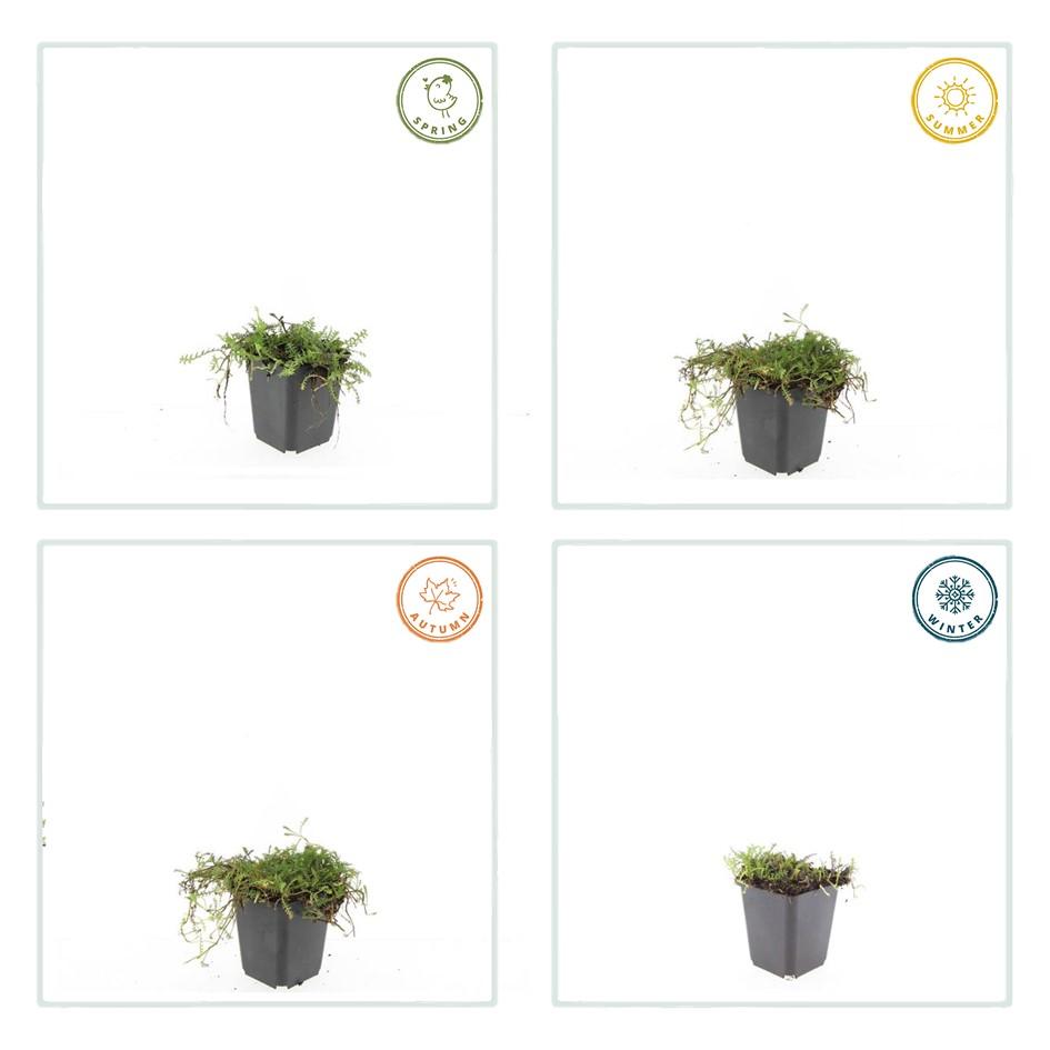 6x Leptinella squalida en pot Ø9cm  Hauteur 10cm. Plante verte type 6x Leptinella squalida, livrée en pot, idéale pour intérieur lumineux. – Image 6