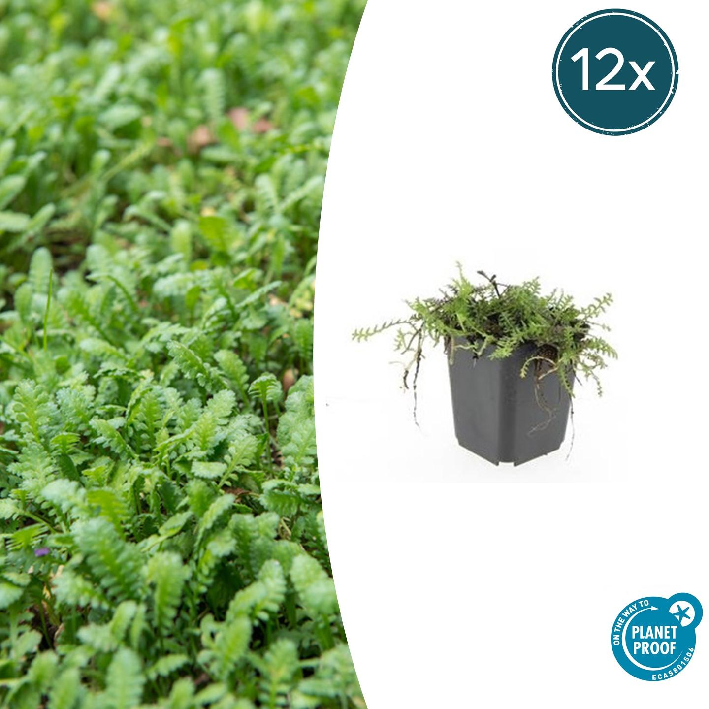 12x Leptinella squalida en pot Ø9cm  Hauteur 10cm. Plante verte type 12x Leptinella squalida, livrée en pot, idéale pour intérieur lumineux.