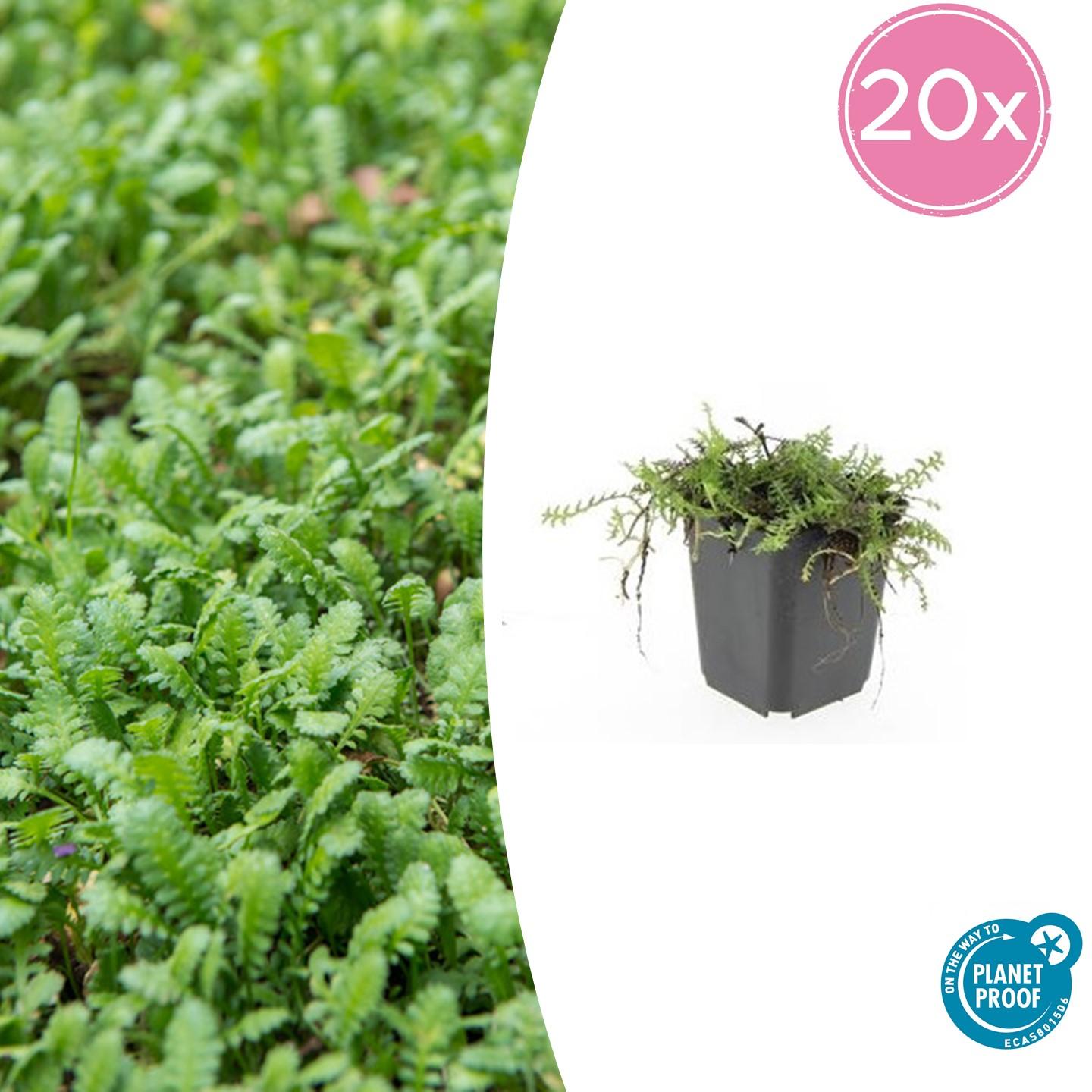 20x Leptinella squalida en pot Ø9cm  Hauteur 10cm. Plante verte type 20x Leptinella squalida, livrée en pot, idéale pour intérieur lumineux.