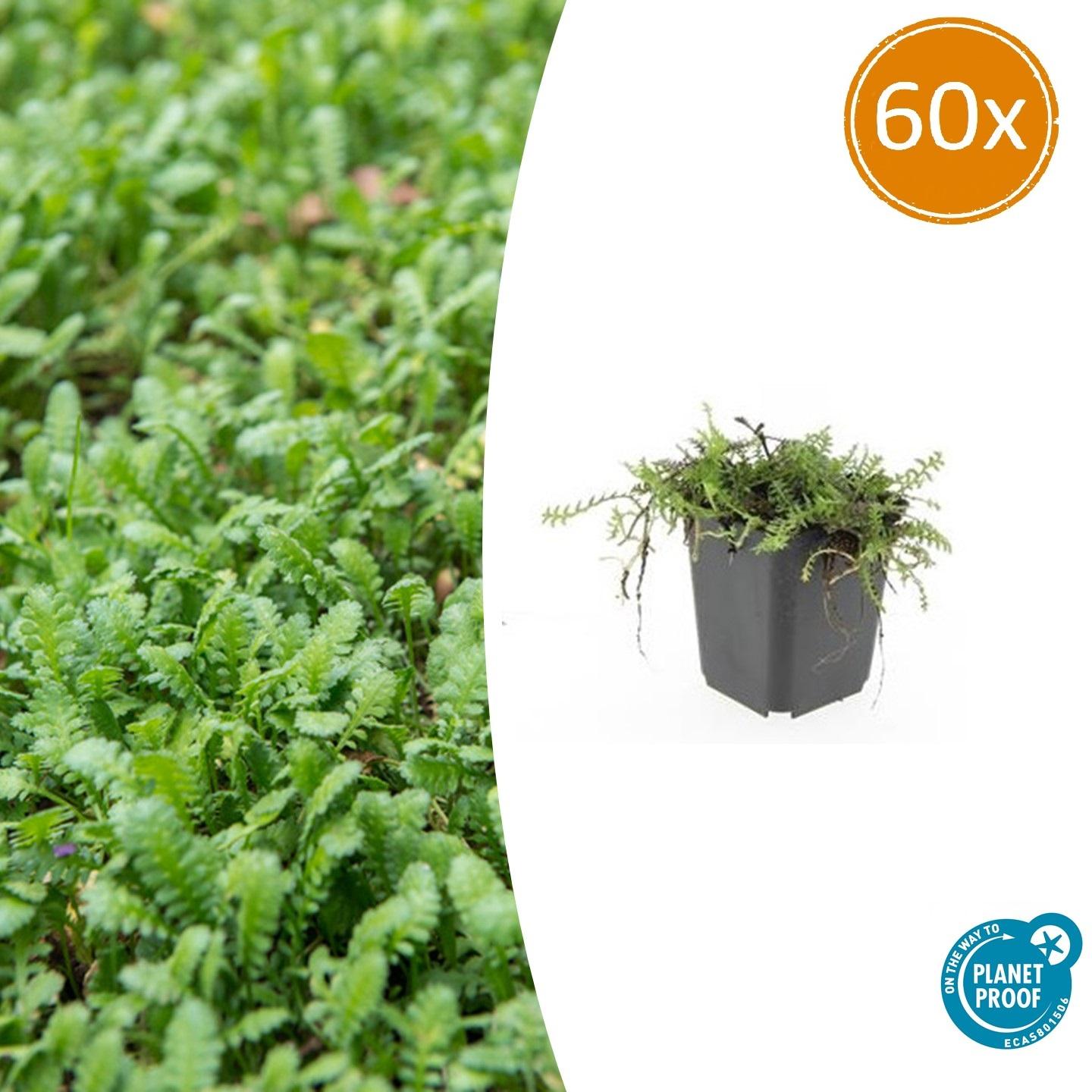 60x Leptinella squalida en pot Ø9cm  Hauteur 10cm. Plante verte type 60x Leptinella squalida, livrée en pot, idéale pour intérieur lumineux.