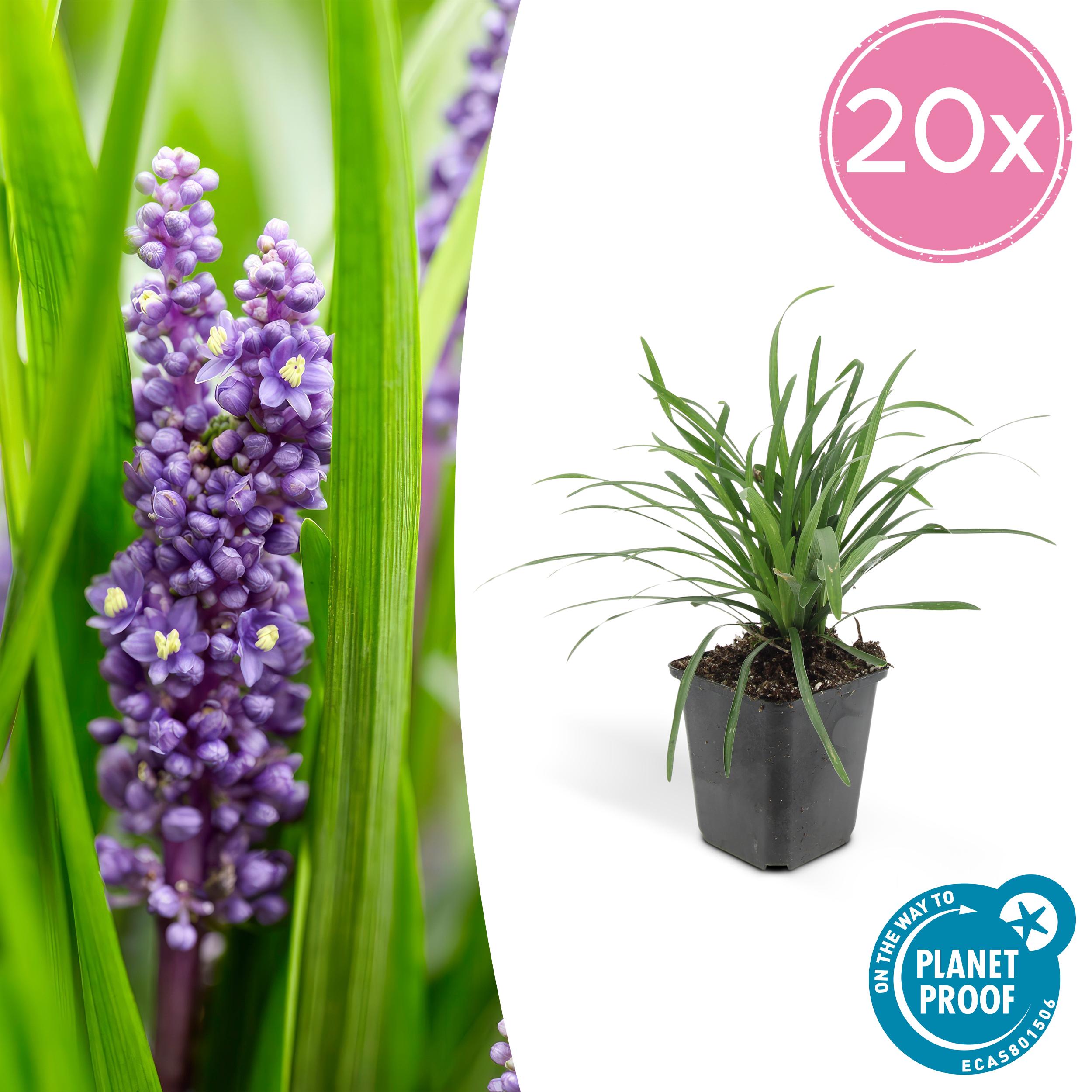 20x Liriope muscari 'Big Blue' en pot Ø9cm  Hauteur 10cm. Plante verte type 20x Liriope muscari 'Big Blue', livrée en pot, idéale pour intérieur lumineux.