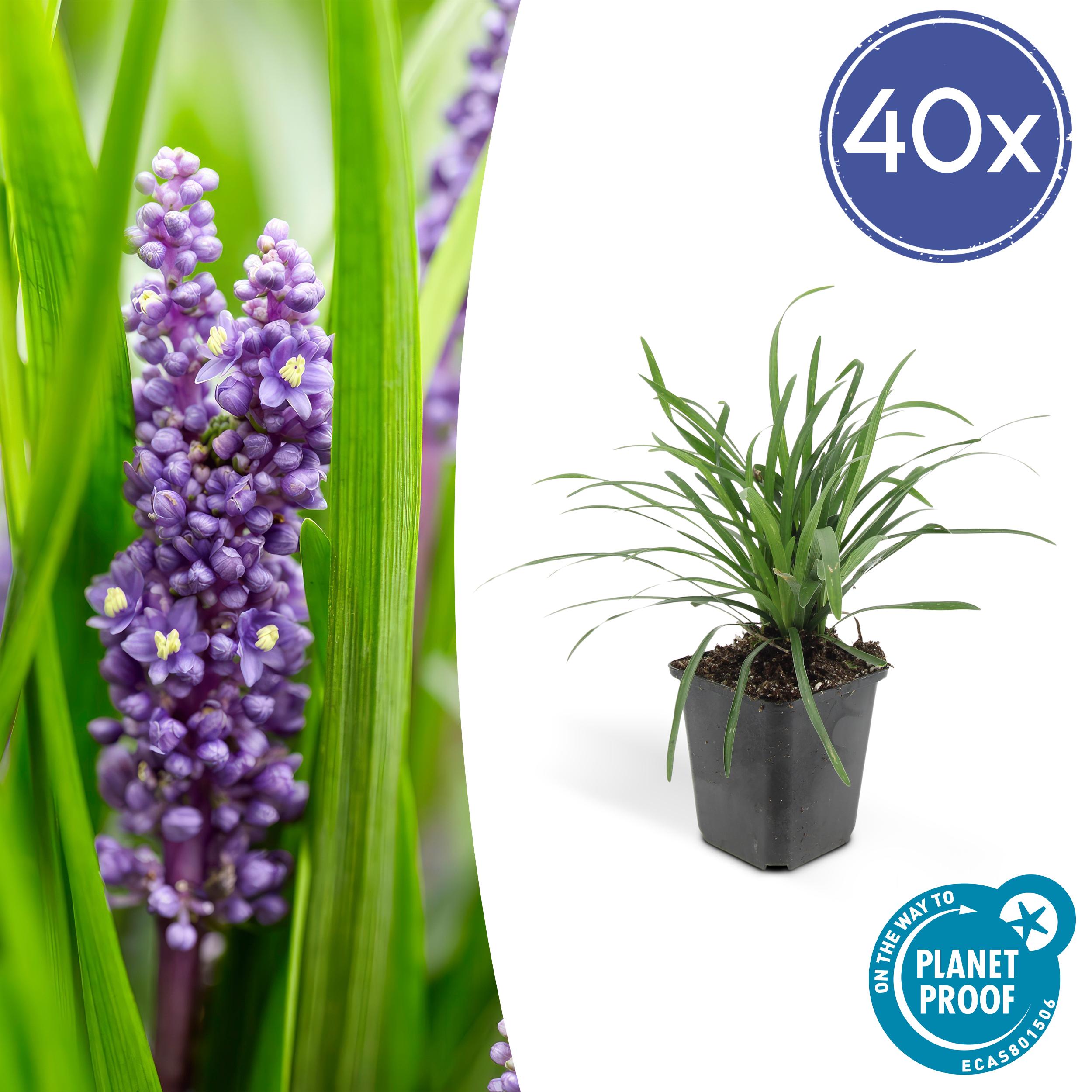 40x Liriope muscari 'Big Blue' en pot Ø9cm  Hauteur 10cm. Plante verte type 40x Liriope muscari 'Big Blue', livrée en pot, idéale pour intérieur lumineux.