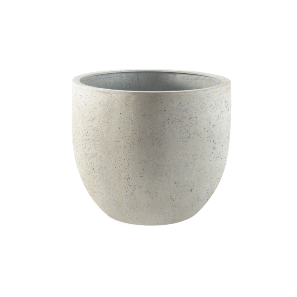 Pot Grigio New Egg Antique White en pot  Hauteur 38cm. Plante verte type Pot Grigio New Egg Antique White, livrée en pot, idéale pour intérieur lumineux.