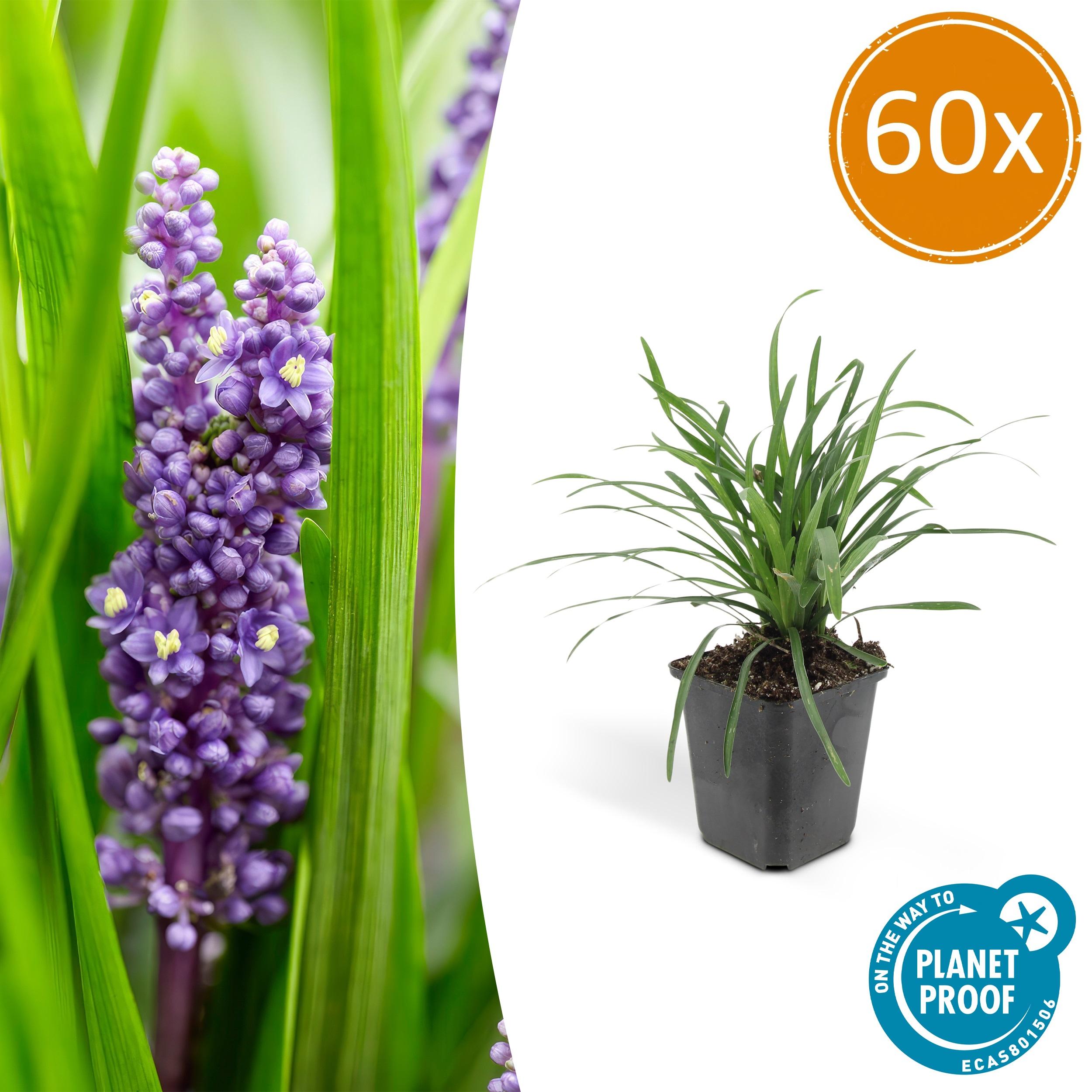 60x Liriope muscari 'Big Blue' en pot Ø9cm  Hauteur 10cm. Plante verte type 60x Liriope muscari 'Big Blue', livrée en pot, idéale pour intérieur lumineux.