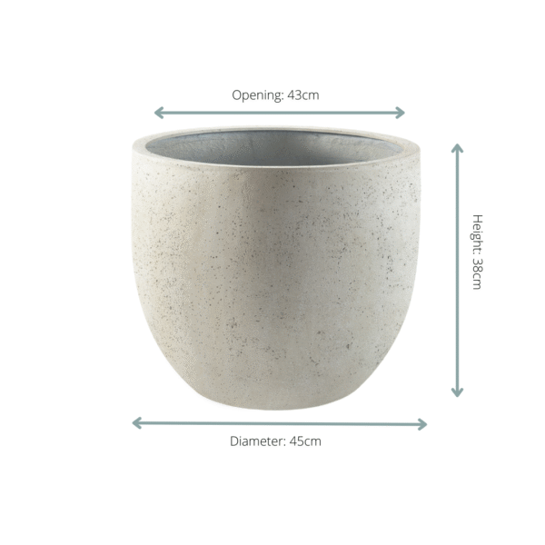 Pot Grigio New Egg Antique White en pot  Hauteur 38cm. Plante verte type Pot Grigio New Egg Antique White, livrée en pot, idéale pour intérieur lumineux. – Image 2