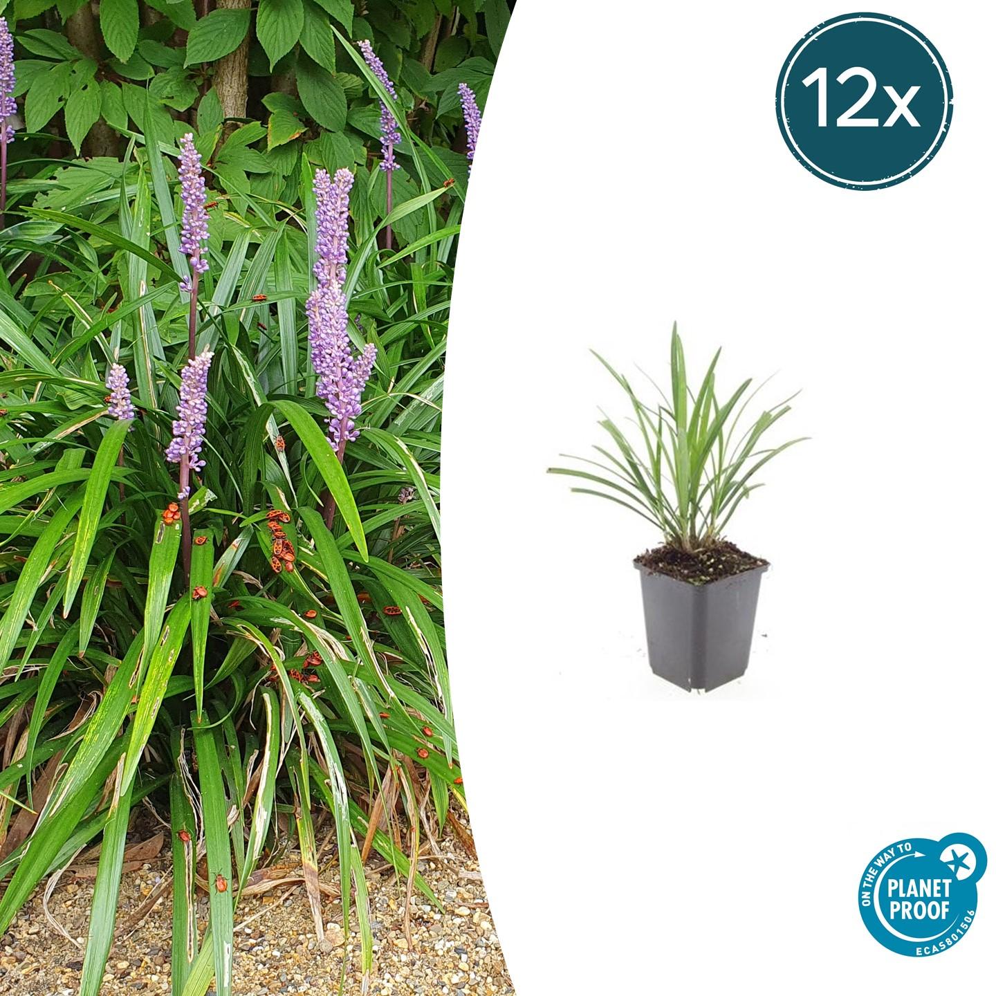 12x Liriope muscari 'Ingwersen' en pot Ø9cm  Hauteur 10cm. Plante verte type 12x Liriope muscari 'Ingwersen', livrée en pot, idéale pour intérieur lumineux.