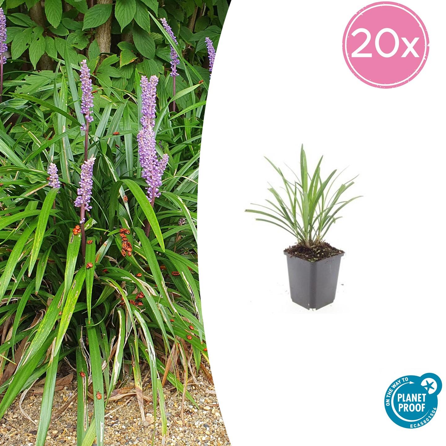 20x Liriope muscari 'Ingwersen' en pot Ø9cm  Hauteur 10cm. Plante verte type 20x Liriope muscari 'Ingwersen', livrée en pot, idéale pour intérieur lumineux.